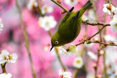 氏神様のウメジロウ～Ⅱ