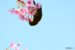如月の桜～ⅷ