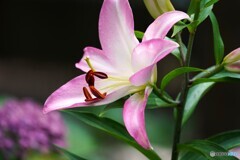 甘美