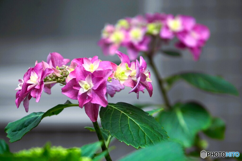 梅雨花の季節～ⅱ