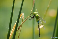 夏休み中の生物園～xxii