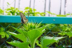 夏の華に蝶