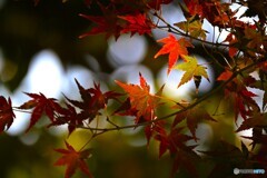東白髭公園の紅葉