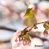 汐入サクジロー③