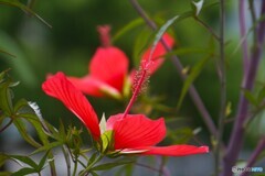 去年の夏の華