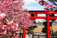 オカメが咲く神社