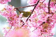 雫河津桜～ⅳ