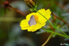 黄花と蝶達～ⅰ