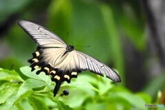秋の生物園、飛翔～ⅲ