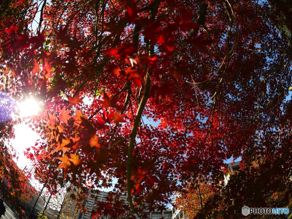 照紅葉～ⅴ