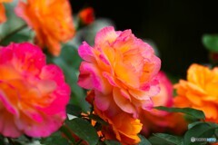 春薔薇の旧古河庭園～xx