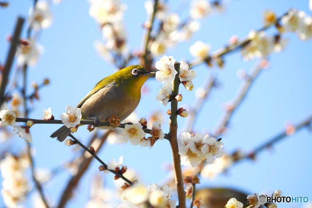 遊戯広場のウメジロー