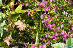 待ち伏せ 待ち伏せ