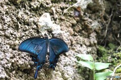 夏休み中の生物園～xiii