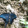 夏休み中の生物園～xiii