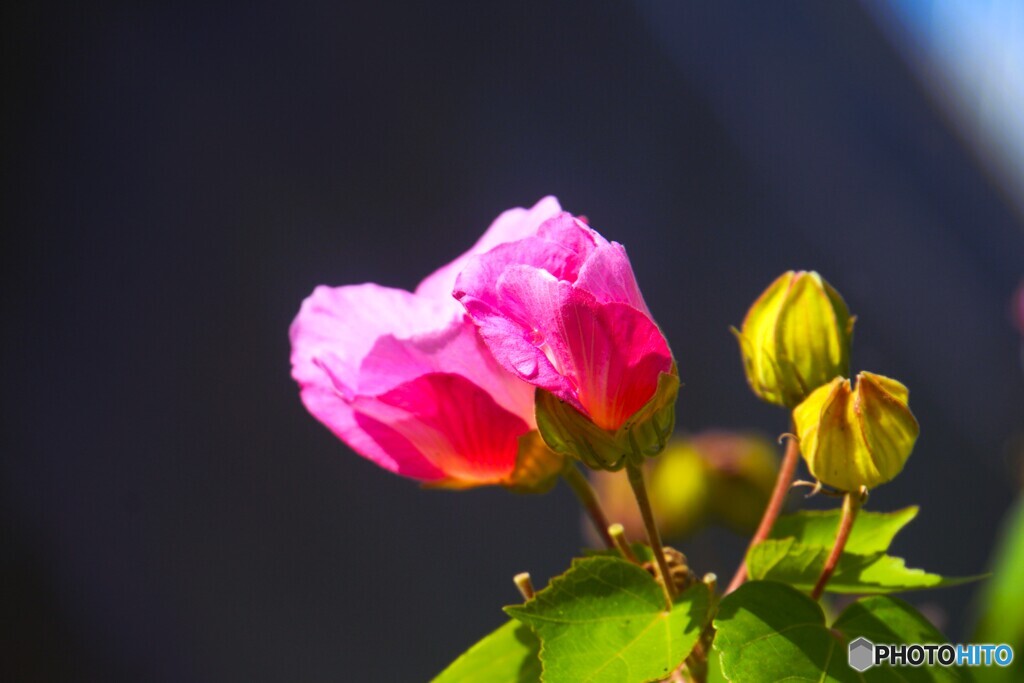 初冬に咲く芙蓉