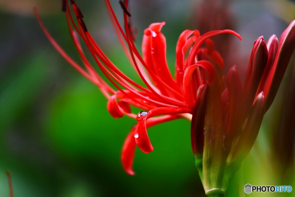 曼珠沙華～ⅱ