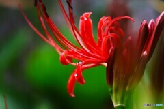 曼珠沙華～ⅱ