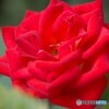 過ぎゆく年を見る花～④