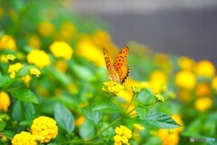 黄色の園の豹紋蝶