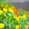 黄色の園の豹紋蝶