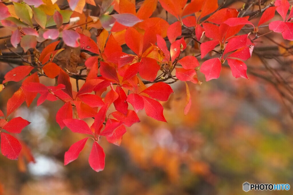 紅葉の葉～ⅱ