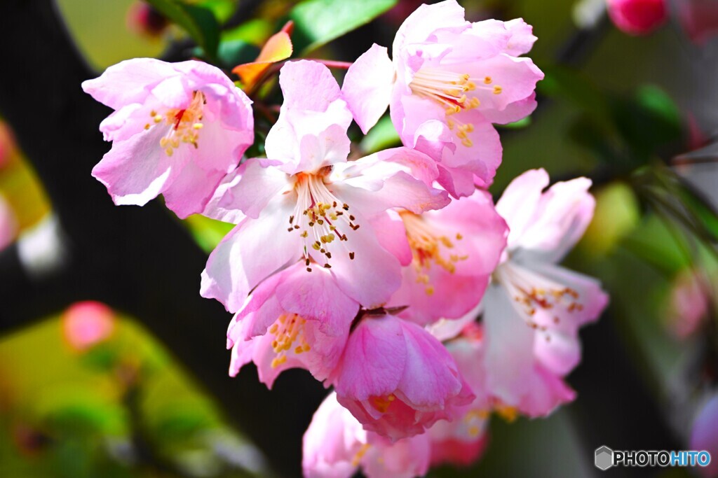 汐入花海棠～ⅲ