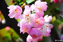 汐入花海棠～ⅲ