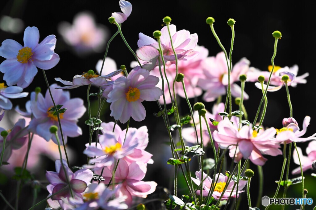 百花園へ行く前に～ⅰ