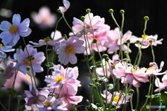 百花園へ行く前に～ⅰ