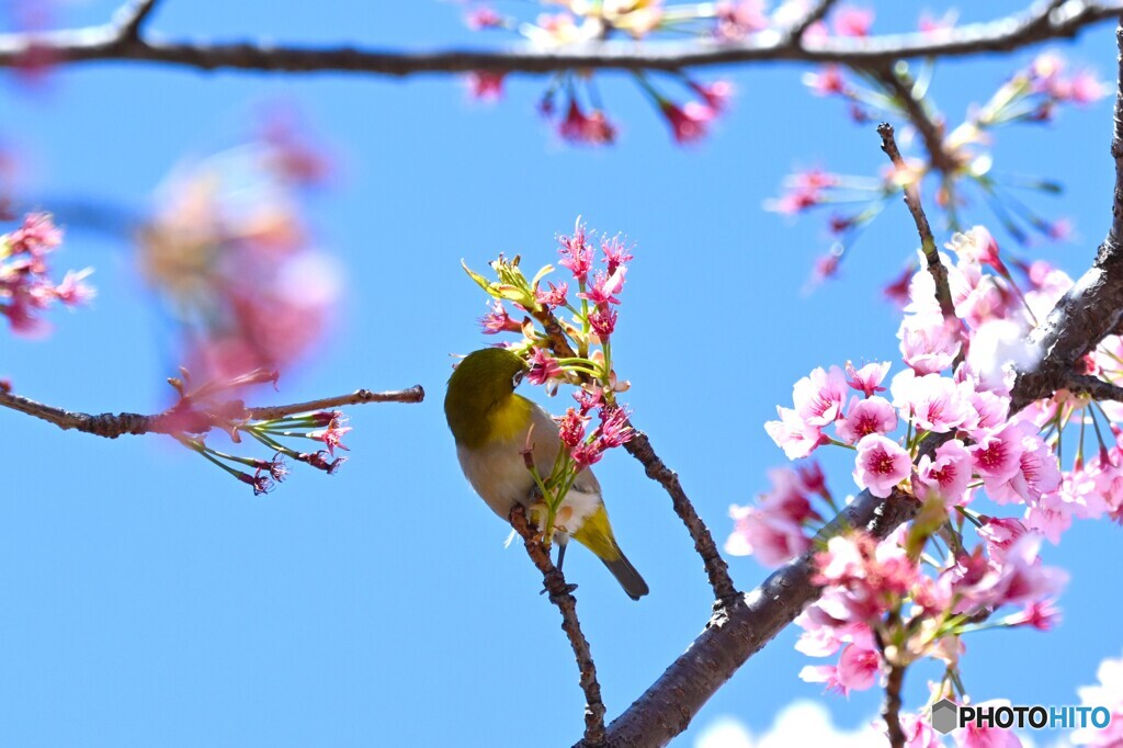 蜜さえあれば