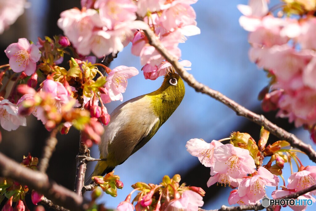 桜・サクジロー～ⅳ