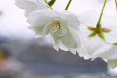 卯月の桜～xvi