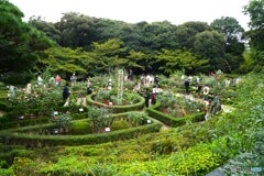 旧古川庭園の秋薔薇～ⅴ