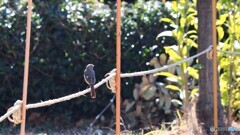 ミモザのそばで