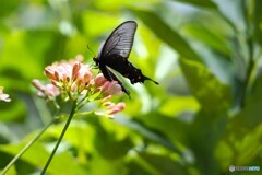 夏の生物園～⑦