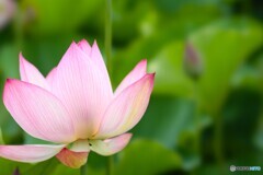 堀之内公園の大賀蓮～ⅳ