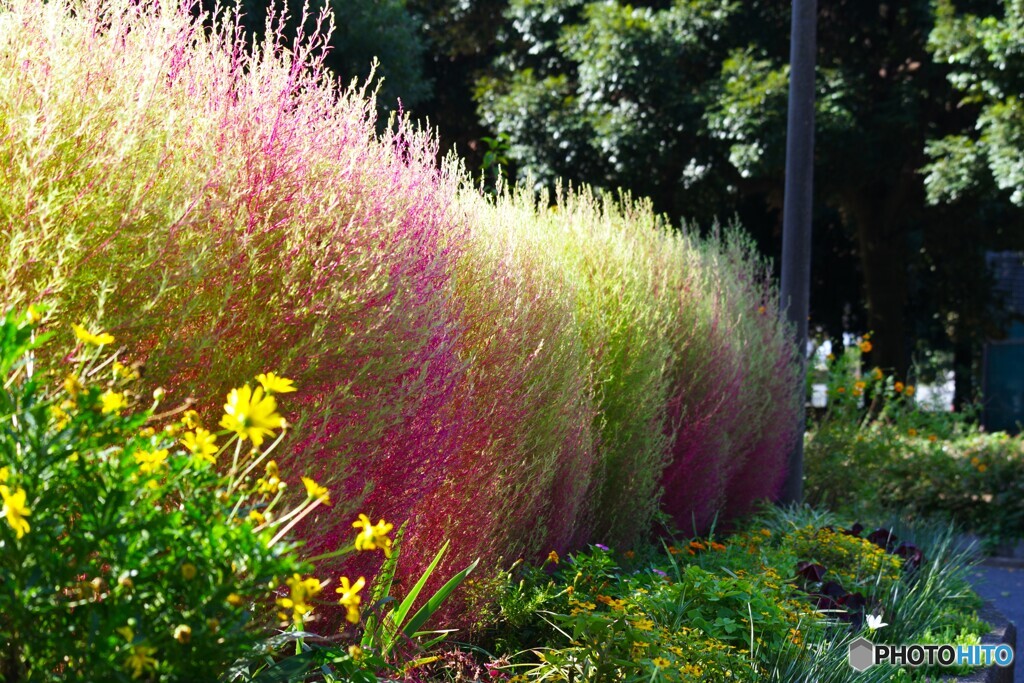 コキアも色づく