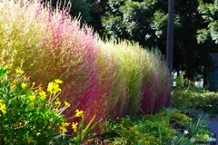 コキアも色づく