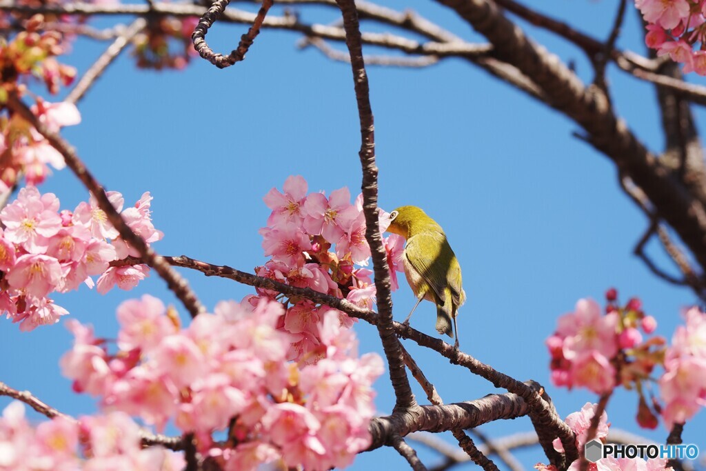 如月の桜～ⅳ