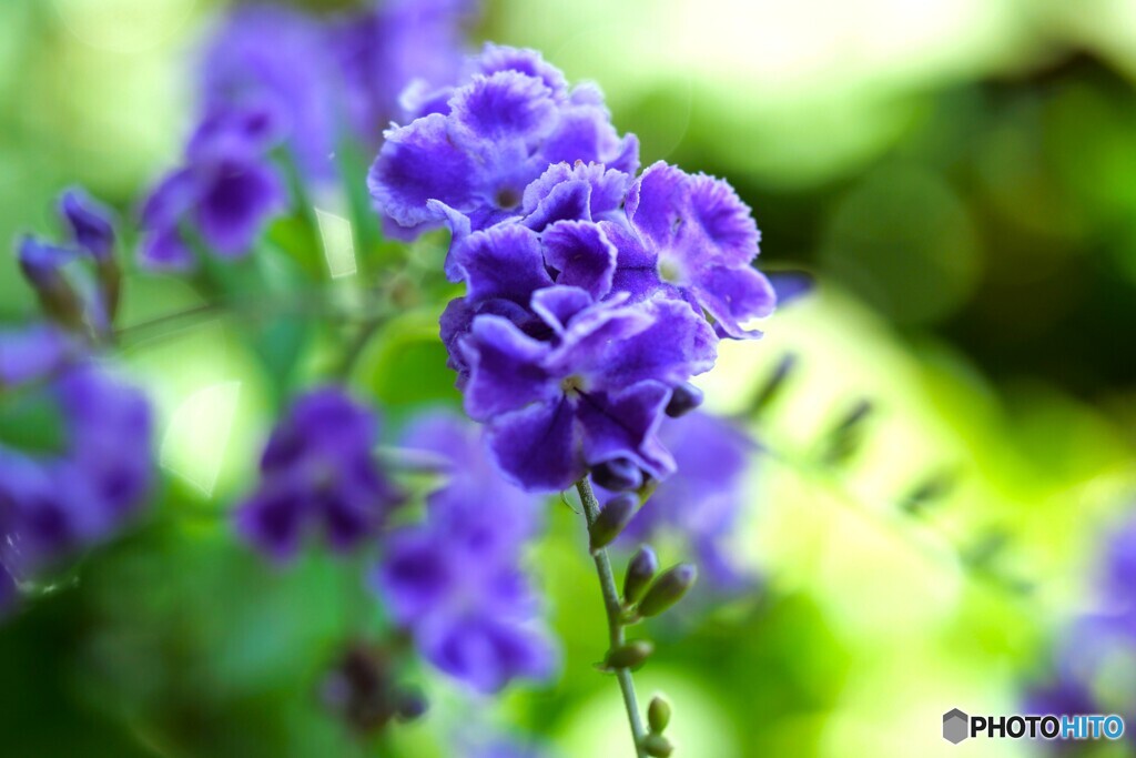 ベランダ花～ⅱ