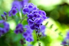 ベランダ花～ⅱ