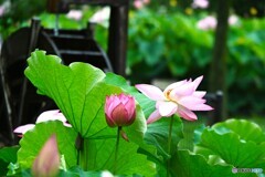 雨中の大賀蓮