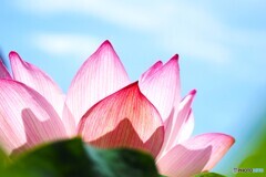 堀之内、大賀蓮の季節～ⅷ
