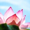 堀之内、大賀蓮の季節～ⅷ