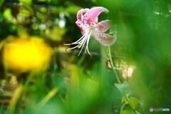 8月に咲く花