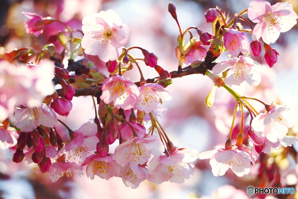 汐入河津桜～ⅶ