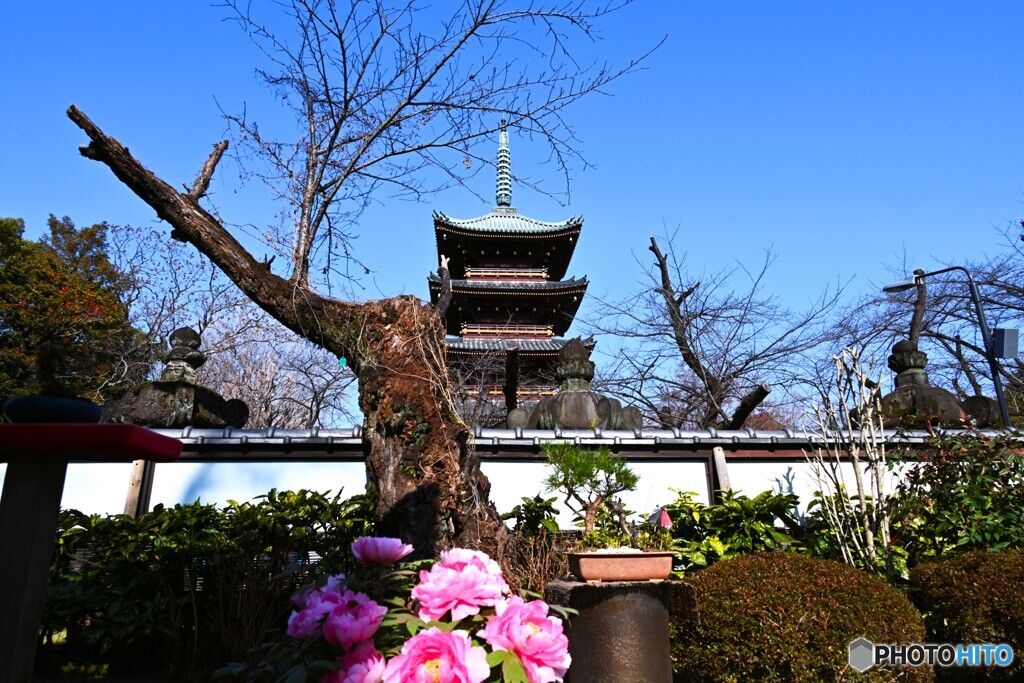 上野東照宮牡丹園～xvi