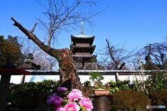上野東照宮牡丹園～xvi