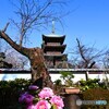 上野東照宮牡丹園～xvi